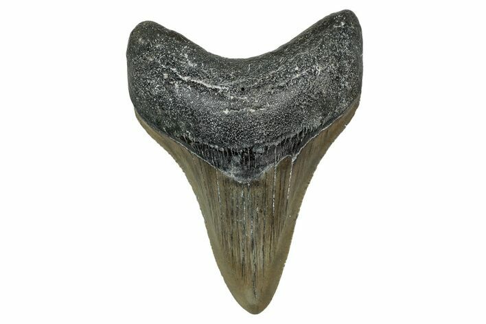 Serrated, Fossil Megalodon Tooth - North Carolina #340867